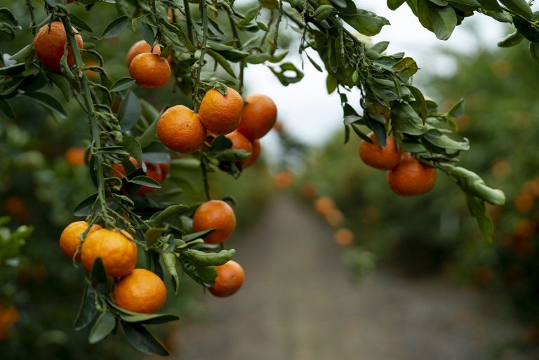 Challenges and Opportunities in South Africa’s Citrus Industry
