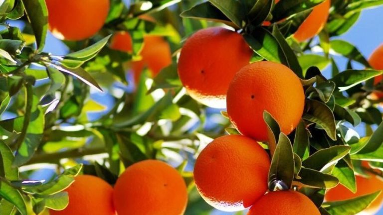 South Africa Citrus Exports Hit Record High in 2025, Up 22% Year-on-Year
